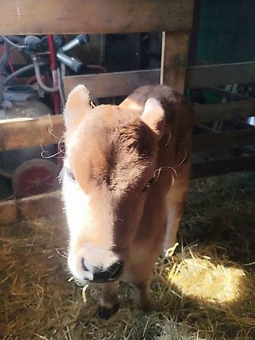 Продаю | Музоо, торпок | Для молока | Искусственник