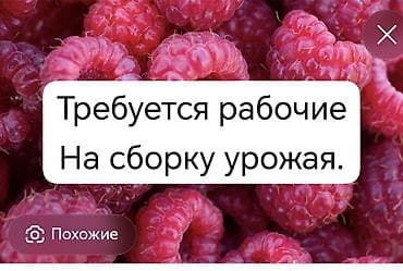 Вакансиялар: Жумушчулар керек. балдар,аялдар,эркектер. жумуш эртен менен башталып — 1