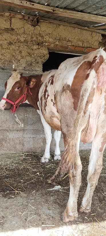лошади для кок бору: Продаю | Корова (самка) | Полукровка | Для молока | После отела — 2