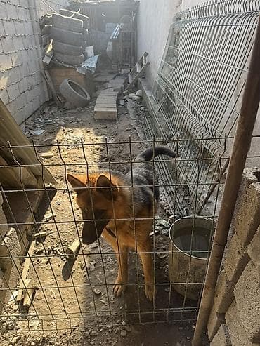 куплю собаку бишкек: Немецкая овчарка, 10 месяц с документом классического черно‑рыжего — 2