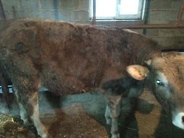 Айыл-чарба жаныбарлары: Сатам | Бука (эркек) | Аргын | Бордоп семиртүү үчүн | Байланган — 4