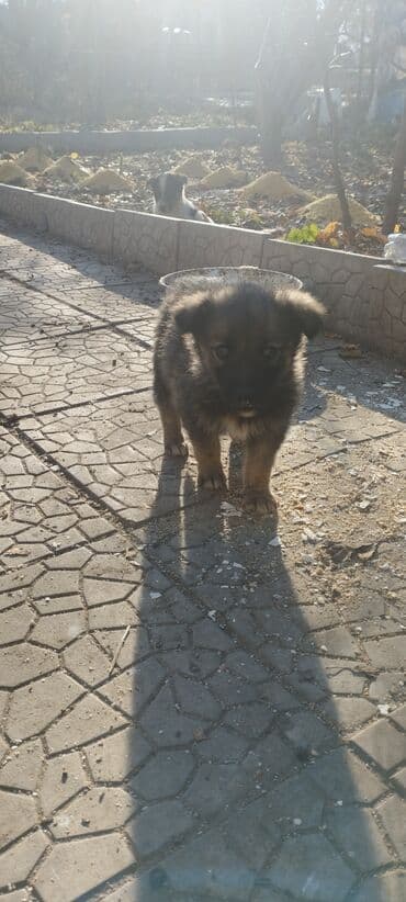 возьму собаку в хорошие руки бесплатно: Щенки-метисы, помёт из нескольких малышей разной окраски. - Возраст — 7