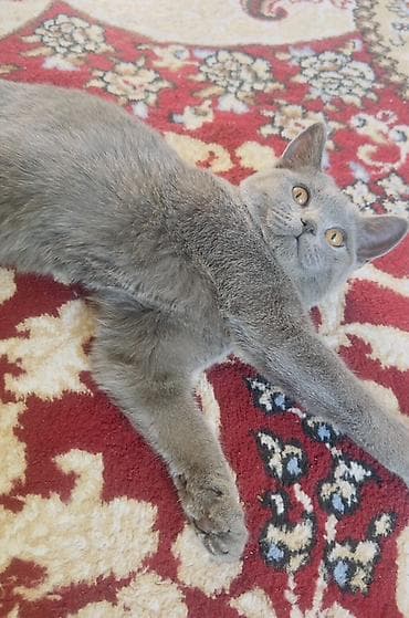 пони конь: Британская короткошёрстная, 9 месяцев, Девочка, Серый, Приучена к лотку, Проглистована, С прививками — 4