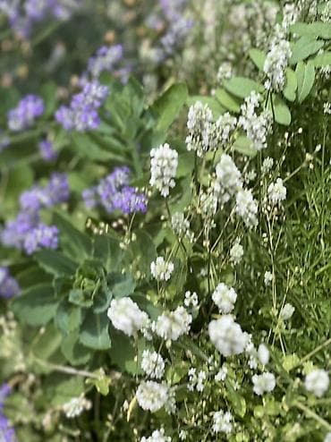 ваза для цветы: Белая и Сиреневая лаванда (Lavandula angustifolia, сорт с белыми — 3