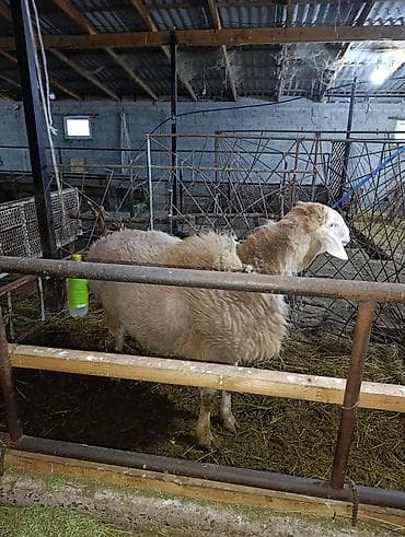 Услуги ветеринара: Продаю | Овца (самка) | Для разведения | Ярка — 4