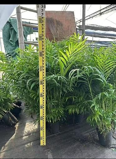 когти точка: Комнатные пальмы в горшках. 1) Саговник (Cycas revoluta) - Компактная — 5