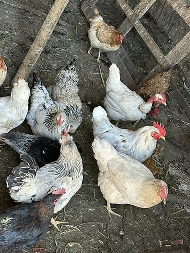 большая клетка для птиц: Продаю | Куры, Петух | Домашняя | На забой, Для разведения, Несушки — 5