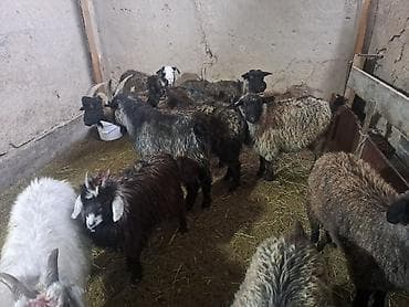 кой айдайт: Сатам | Эчки (ургаачы) | Аргын | Көбөйтүү үчүн — 6