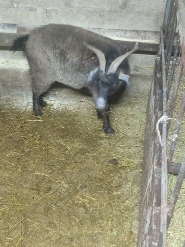 забой кур: Сатам | Эчки (ургаачы) | Союуга — 4