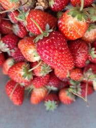 ножовка садовая: Клубника Виктория, Оптом — 2