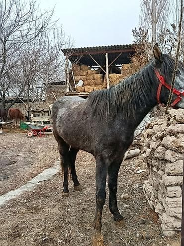 хочу купить лошадь: Продаю | Конь (самец) | Рабочий — 4