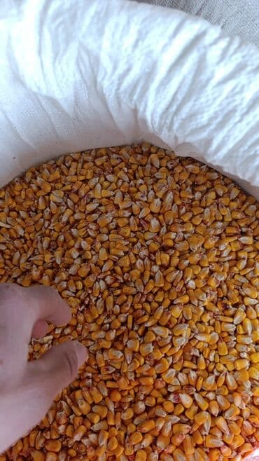 Кукуруза Оптом