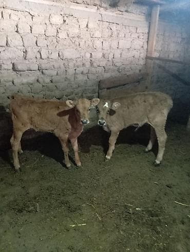 Продаю | Музоо, торпок at lalafo.kg Продаю | Музоо, торпок