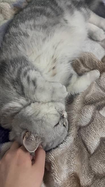 Башка жаныбарлар: Мышык бекер берилет: Британ кыска жүндүү, 2 жаш, Ургаачы, Бычылган, Лотокко барууга үйрөтүлгөн — 6