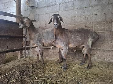 кошки ош: Продаю | Баран (самец) | Гиссарская | На забой, Для разведения — 4