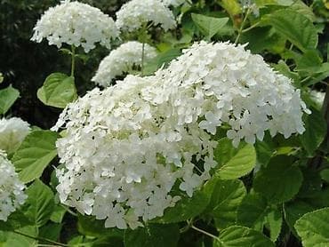 Үй жана бакча: Өзү алып кетүү — 3