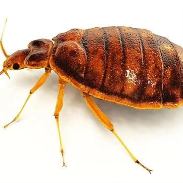 Химчистка мебели: Дезинфекция, дезинсекция, | Клопы, Блохи, Тараканы, | Транспорт, Офисы, Квартиры — 6