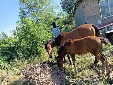 Продаю | Кобыла (самка) | Для разведения at lalafo.kg Продаю | Кобыла (самка) | Для разведения