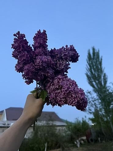 ваза для цветов: Плетёная корзина с сиренью Есть доставка по городу По цене можем еще — 2