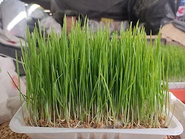 Молочные продукты и яйца: Проростки пшеницы в лотках - Готовые густые заросли молодых побегов — 4