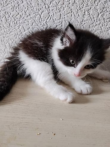 бала мышык: Пушистые котята ищут добрых и заботливых хозяев. Им 1,5 месяца. Едят — 2