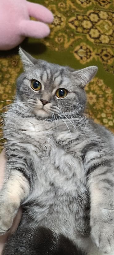 продажа котят британцев: Британские короткошёрстные котята, классический мраморный и тигровый — 4