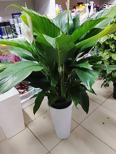 гулдор роза: Комнатные растения в горшках — подборка для дома и офиса: 1) Пахира — 5