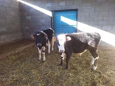 экзотические животные купить: Продаю | Тёлка | На откорм — 4