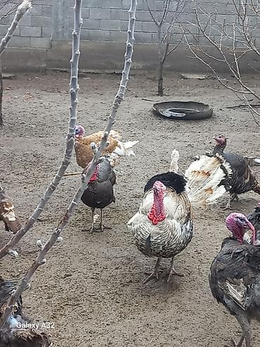 сыр козий: Индюшачьи яйца от домашних индюков - Натуральные яйца индейки из — 2