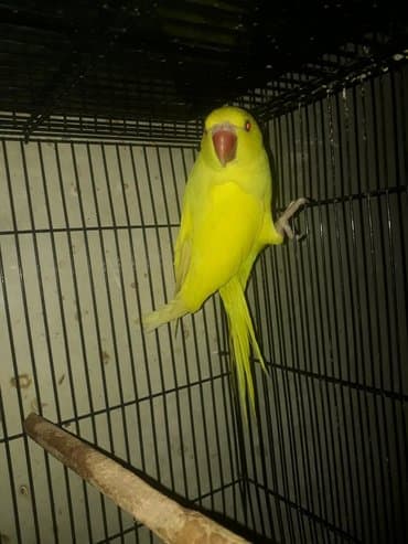 где купить инкубационное яйцо породистых кур: Ожиреловые попугаи хорошо учатся говорить и приручаются к рукам. А так — 12