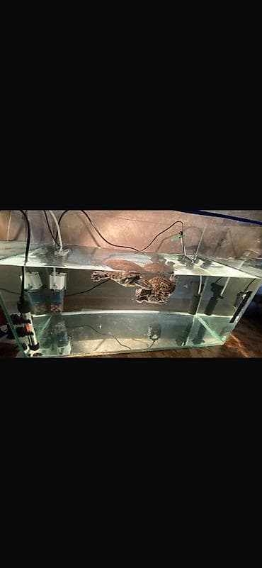 малёк форель: Продаются красноухие черепахи 🐢 Есть девочка и мальчик, можно — 4