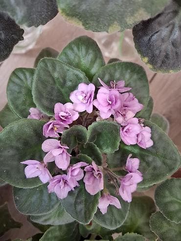 цветущая фиалка: Фиалки цветущие, с бутонами, разные сорта, цвета размеры. есть детки — 9