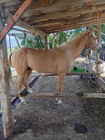 токмок продажа: Сатам | Жылкы (эркек), Байтал, Тай — 4