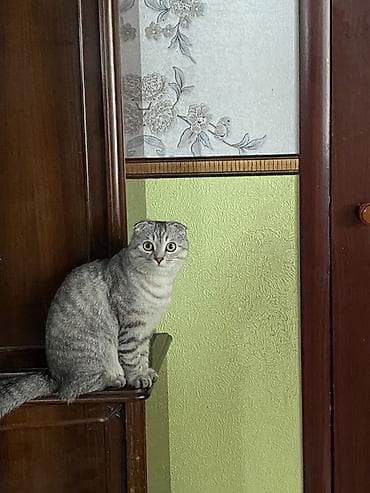 Аквариумдар: Скотиш Фолд (Шотландиялык шалпаң кулак), 1 жаш, Эркек, Боз — 3