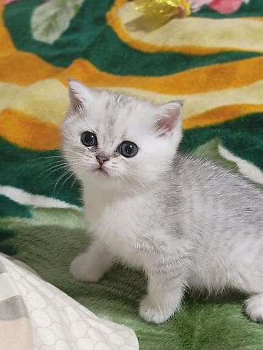 cat sofa: Продаю котёнка Шотландский шиншиллы, мальчик родился 28 июня, кушает — 3