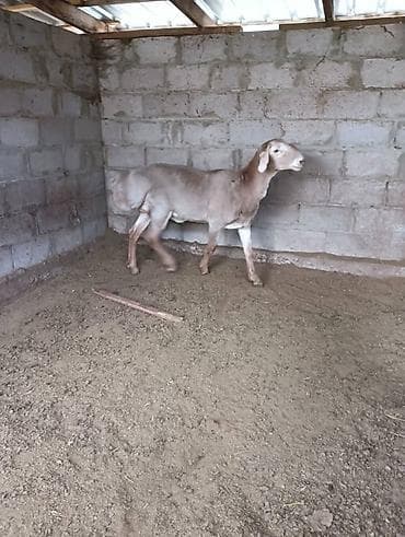 хатико собака: Продаю | Баран (самец) | Арашан | Для разведения | Осеменитель — 2