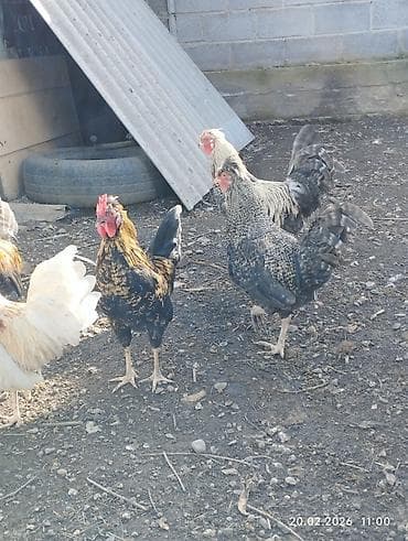 сибирская кошка: Продаю петушков 5 месяцев, не крупные — 4