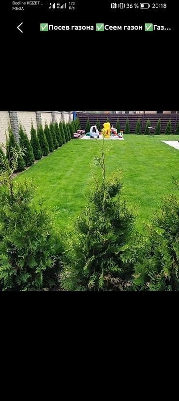 Газон: 🌿Сеем газон 🌿 Гарантия 1 год !)Посадим газон 🌿 "под ключ " цены 200 — 3