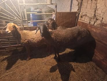 сельскохозяйственные животные продажа: Продаю | Овца (самка) | Для разведения — 1