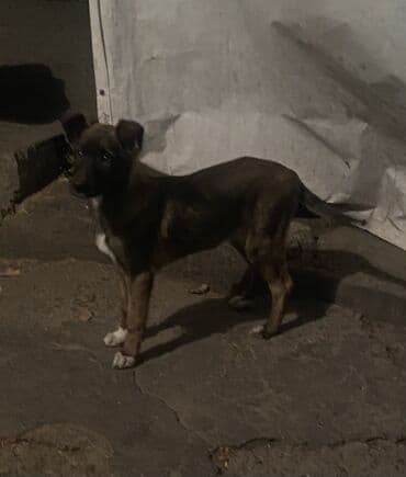 французский бульдог купить бишкек: Овчарка, 2 месяца, Самка — 15