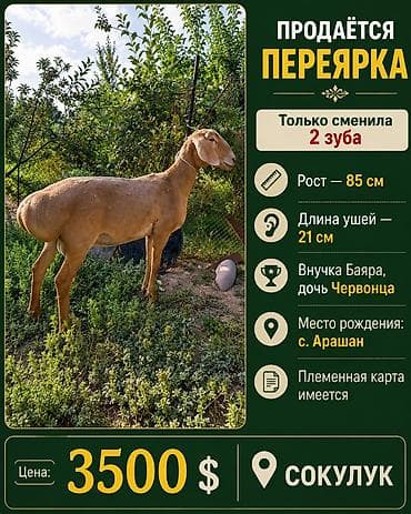 собака алабай цена: Продаю | Овца (самка) | Арашан | Для разведения | Племенные, Матка — 4