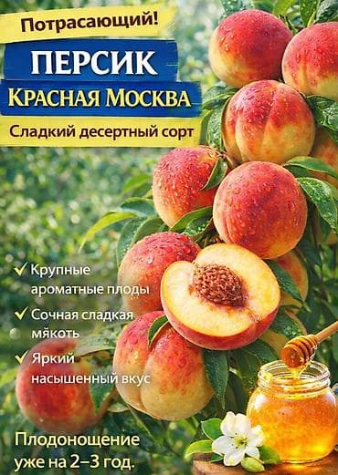 смородина варенье: Https://t.me/blooming_garden_kg Редкие, крупноплодные и полезные — 10