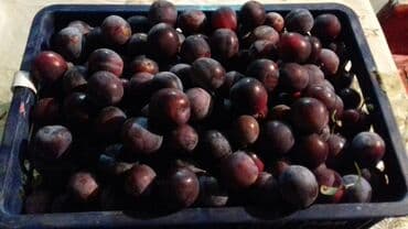 кумыс с медом бишкек: Слива!!! Кара өрүк!!! — 2