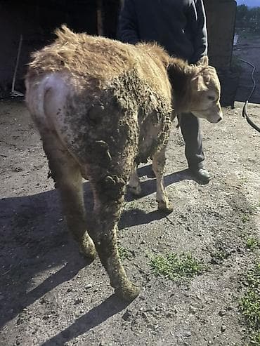 корм для домашних животных: Продаю | Бык (самец) | Ангус | На откорм, Для разведения — 2