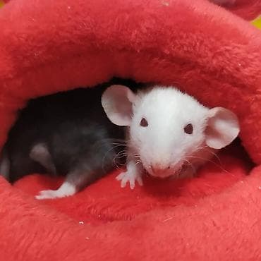 Крысы: Питомник Rat Hause Love: предлагаются красивейшие лысые и волосатые — 7