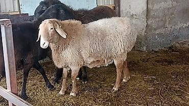 Индюки: Продаю | Овца (самка) | Арашан | Для разведения | Котные, Матка — 2