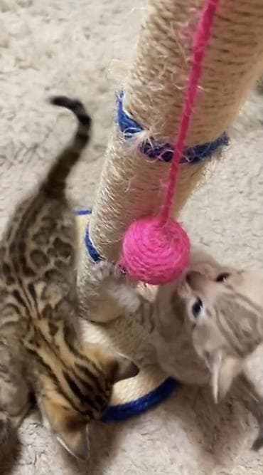 Мышыктар: Бенгальские котята — маленькие леопарды у вас дома Породистые, мама и — 3