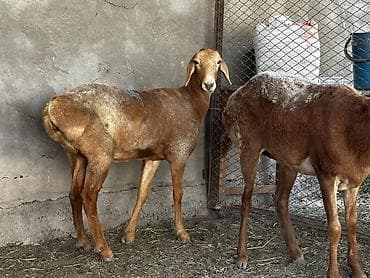 bazar kg: Продаю | Ягненок | Арашан | Для разведения | Ярка — 3