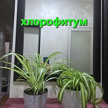 Полки, стеллажи: Тележка-органайзер на колесах, Новый, Железо, Самовывоз — 9