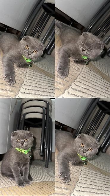 Скотиш Фолд (Шотландская вислоухая), 3 месяца, Мальчик, Голубой, Приучена к лотку